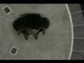 Adobe after effects Mega Zoom Out
