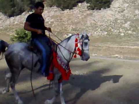 خيول