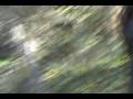 videos de chasng sasquatch introduction