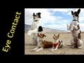 How to train a dog to pay attention - eye contact - clicker dog training