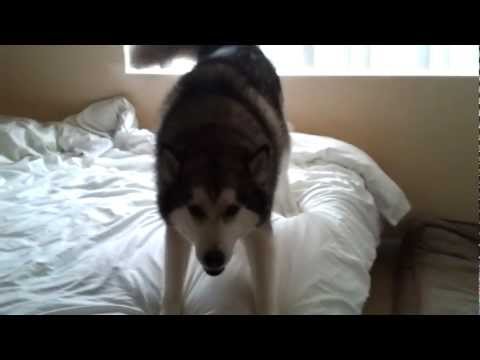 malamute