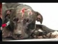 Pitbulls- We need you to fight for us by Kidwell Productions.wmv