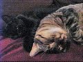 Kitty Massage