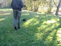 dachshund hunting