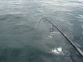 lake erie perch