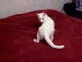 Nigel and his Tail