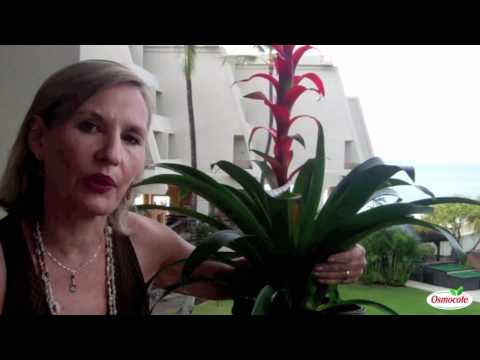 how to transplant bromeliads