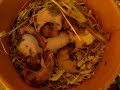 hamster 9 days