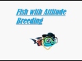 Jan 19, 2015: fish with attitude breeding intro