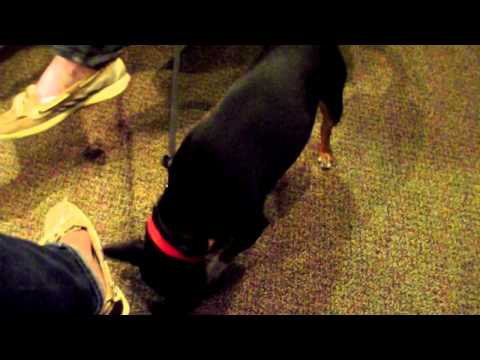 Adopt Minnie From the Animal Friends Humane Society