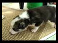 Husky Puppy 4weeks old