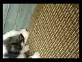 Husky Puppy 4weeks old