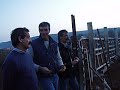 Vacas de \"Ferroni\" (Teodoro Vergara)