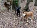 The SIngin' Mutts