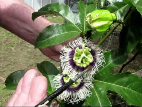 how to fertilize passion fruit