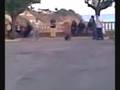 videos de Il cane calciatore di Piombino