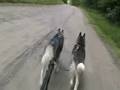 Bikejoring 8/08