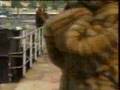 golden sable coat goldzobel a beauty