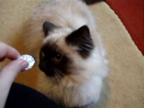 0 Shadow   Ragdoll Of The Week