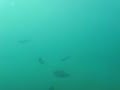 pesca sub-occhiate pesca sub-occhiate