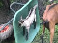 Goats of Gimmelwald, Part 1
