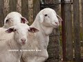 The slideshow depicts Boer and Dairy Goats and Dorper and Van Rooy Sheep exported to Pakistan and the United Arab Emirates between March 2007 and March 2009. It is a visual record of the animals from the farm in Australia to their final destinations. It illustrates the journey, their development and growth and the exceptional adaptability these wonderful animals have.