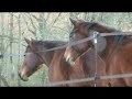 Horse riding, boarding, lessons at GrayStone Stables Georgia