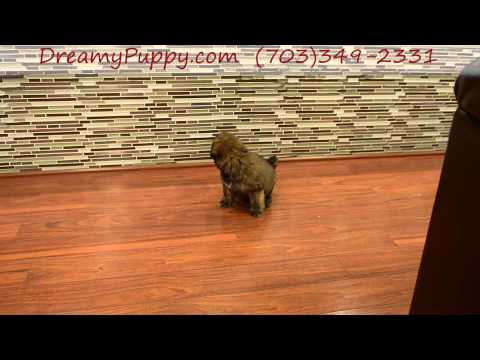 Adorable Soft coated Wheaton Terrier Boy