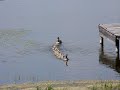 28 Goslings