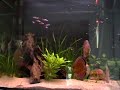 Wild Discus, Scalares, Corydoras......Feeding