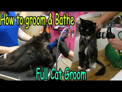 This Is How A Groomer Should Groom A Cat // Safe And Fast