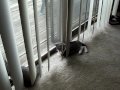 Kittens wrestling #2