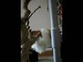 videos de Coco, the cockatoo