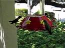 hummingbird bonanza hummingbird bonanza