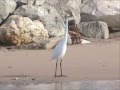 videos de Sea Bird Frenzy