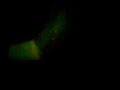 St.Josaphat Dance MV(I Gotta Scratch My Siko