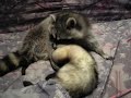 mapache y Hurón