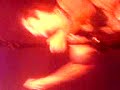 AVENGED SEVENFOLD LIVE AFTERLIFE