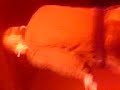 AVENGED SEVENFOLD LIVE AFTERLIFE