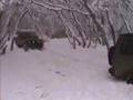 Landrover LRCOV Snow Camp Victorian Alpine Region 2003