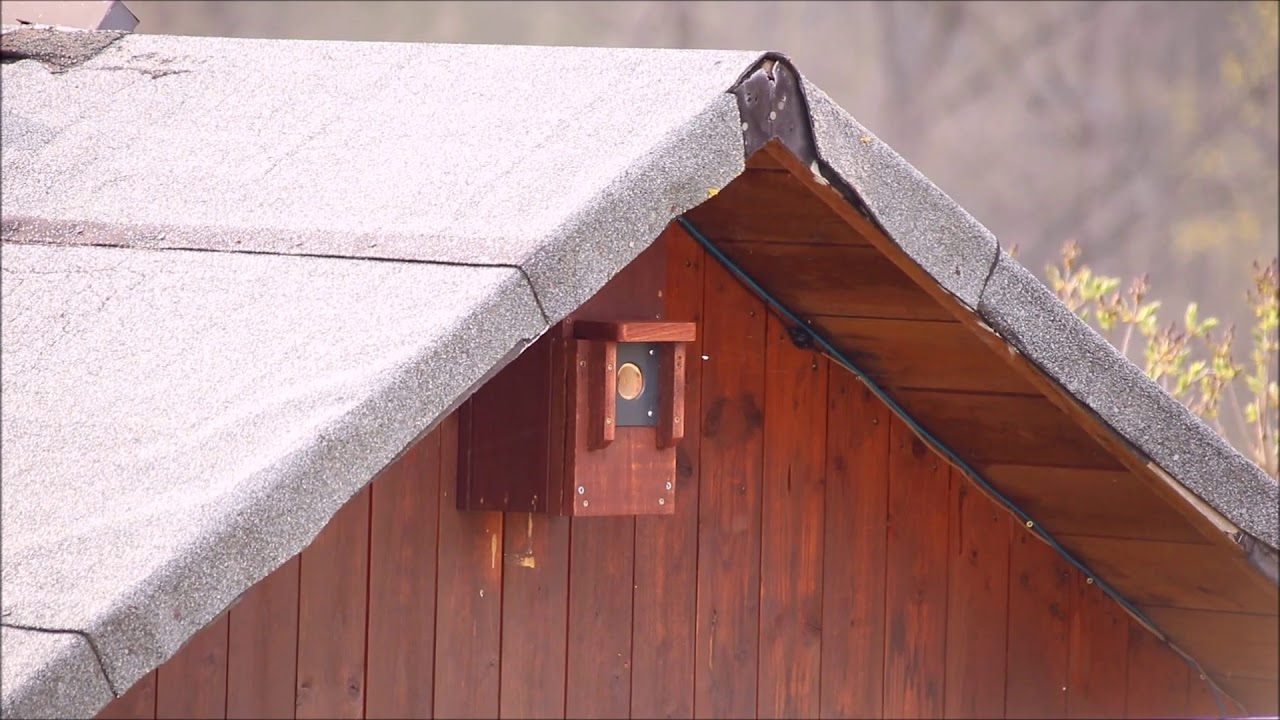 Blaumeisen bauen am Nest - von aussen betrachtet 10.04.2019