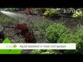 videos de Trisha plants lettuce: Central Texas Gardener