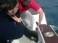The shark I caught returned to the sea