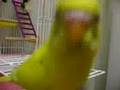 インコののび太-おしゃべり(2)