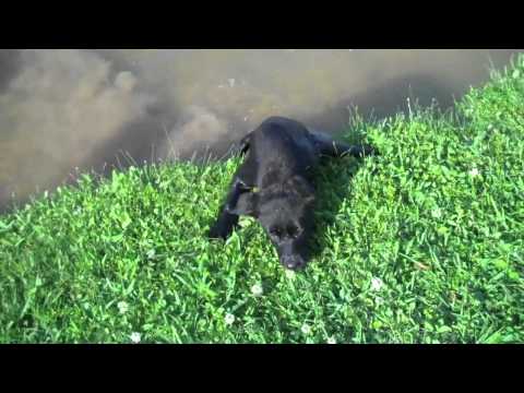 Black lab puppy first swim