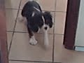 Milo hates hairdryers
