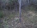 2008 Spike horn footage 2008 Spike horn footage