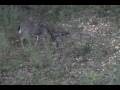 2008 Spike horn footage