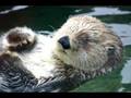 nyac the otter tribute