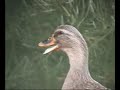 Femal mallard duck quacks. Male ducks can't quack.
